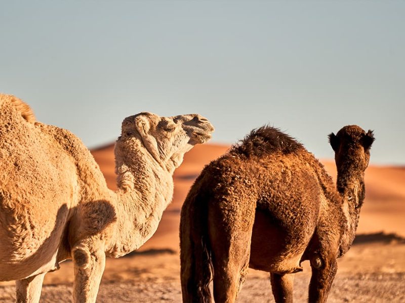 les chameaux dakhla